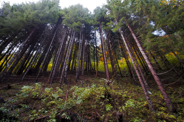 bosco alberi foresta biodiversità