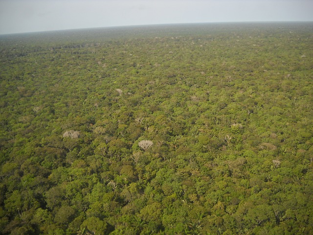 foresta brasile