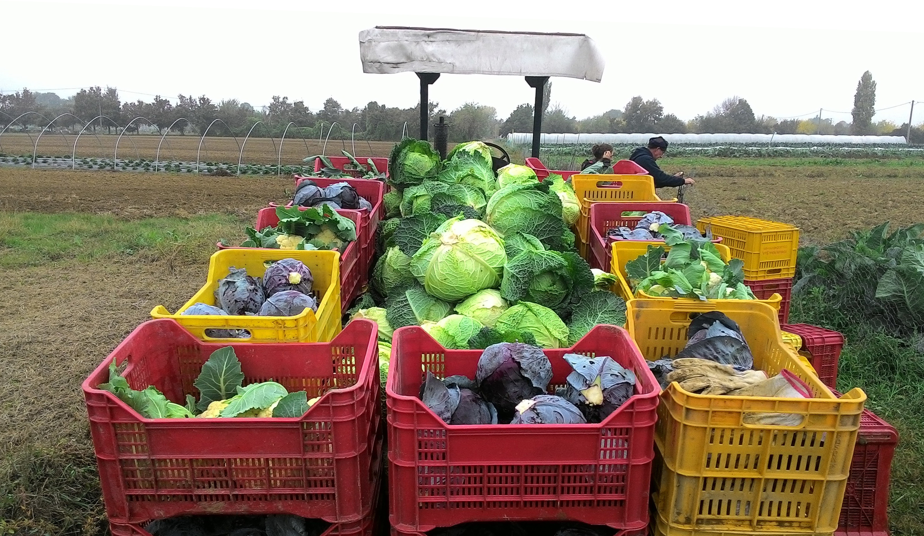 Agricoltura Sostenibile Dagli USA A Bologna Un Patto Contadini cittadini