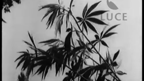 Un frammento di un documentario dell'Istituto Luce che descriveva la coltivazione della canapa in provincia di Caserta, 1936