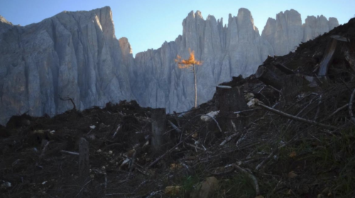 Bosco in Alto Adige dopo la tempesta Vaia dell'ottobre 2018. (foto: Marco Ranocchiari)