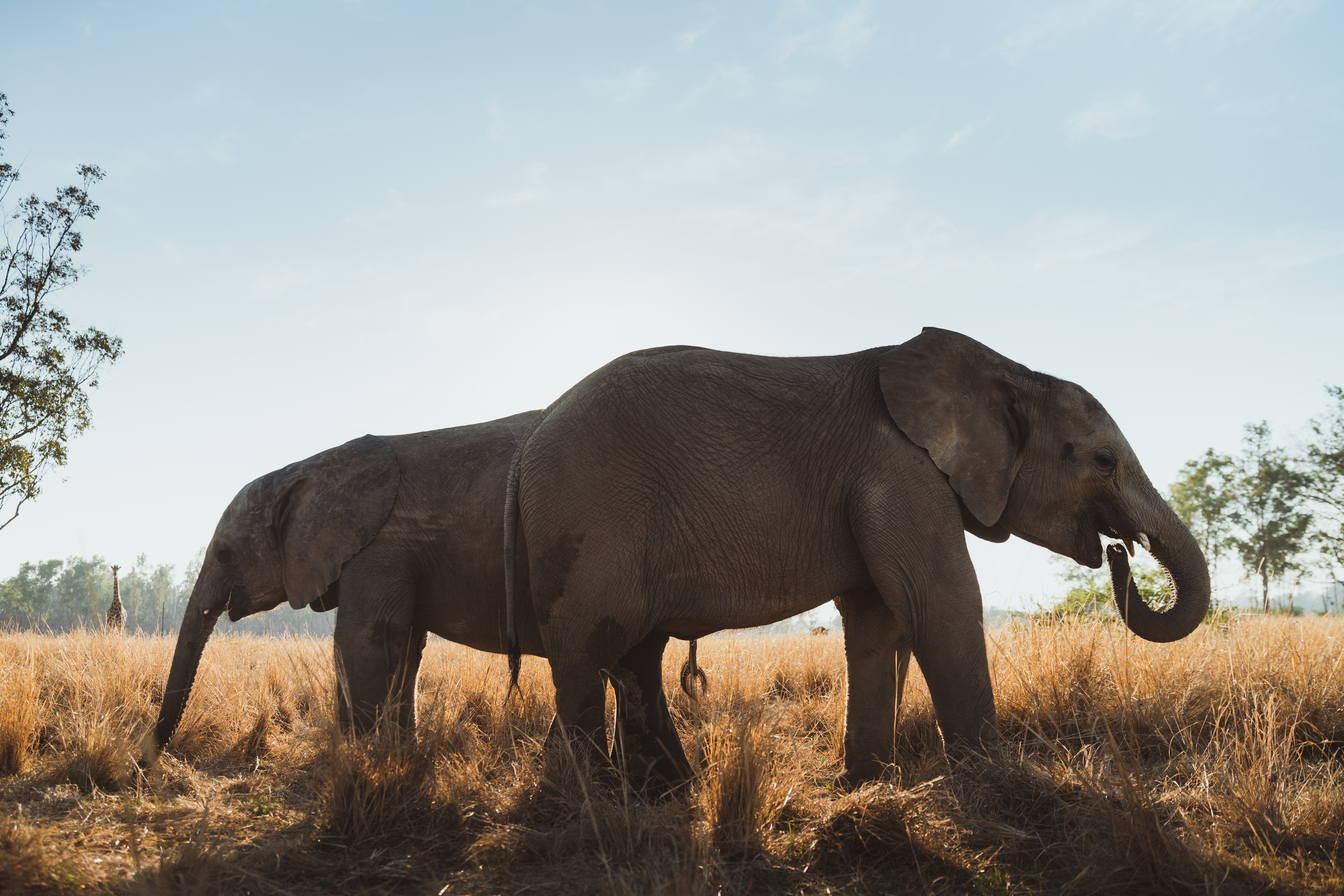 Tutto Per Una Statuina Continua Impunita La Strage Degli Elefanti Africani
