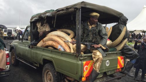 Sequestro di avorio da parte dei militari africani (foto Earth League International)