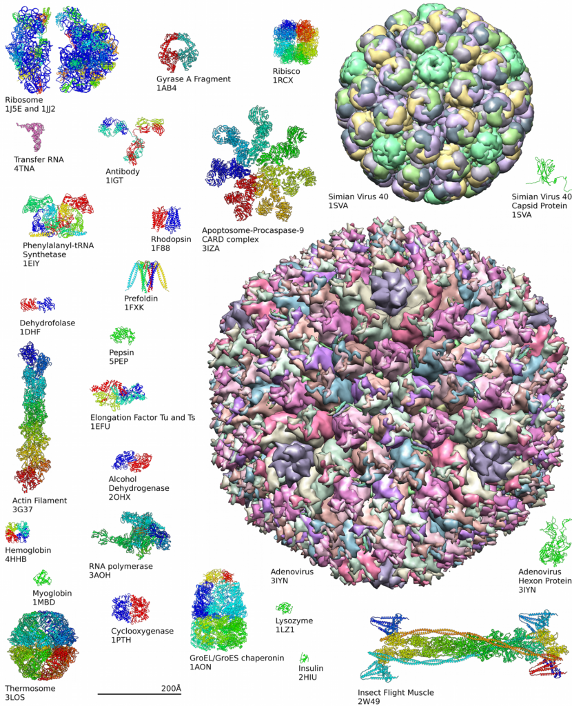 Esempio di struttura delle proteine dal PDB