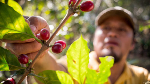 Coffee Cooperative Michiza Mexico - Fonte Fairtrade Italia