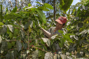 Coffee producer - Claudio Morales Machado in San Miguel del Faique, Piura, Peru - Fonte Fairtrade Italia
