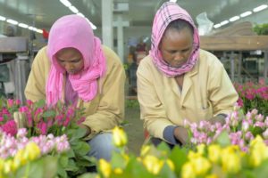 Mount Meru Flowers, Tanzania - 1 - Fonte Fairtrade Italia