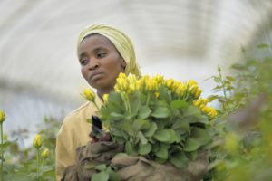 Mount Meru Flowers, Tanzania - 2 - Fonte Fairtrade Italia