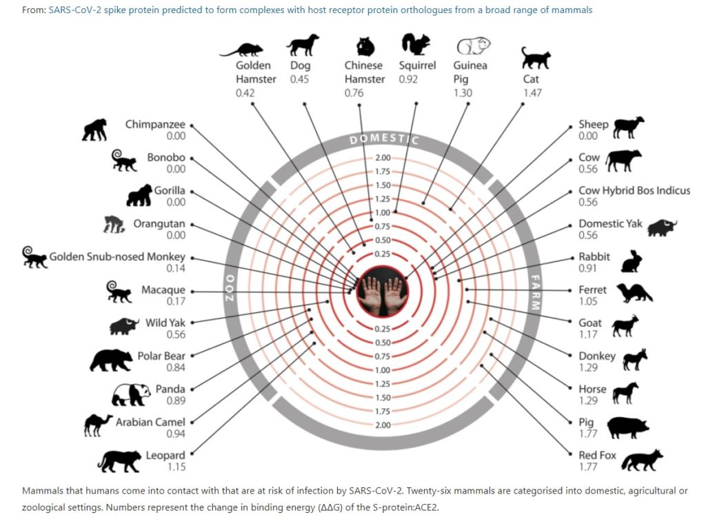 28 specie di mammiferi suscettibili di infettarsi con Covid19 - fonte studio UCL via Nature, ottobre 2020