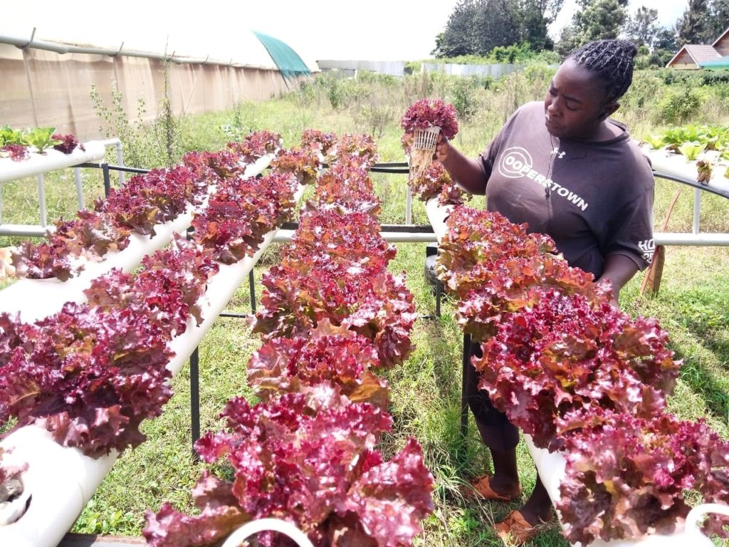 coltivazione idroponica con Agritube, ricerca affidata VMD AGRO - Nairobi - Kenya - 2020 - fonte Glocal Impact Network - 2