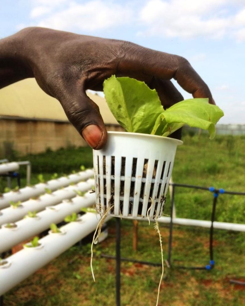 coltivazione idroponica con Agritube, ricerca affidata VMD AGRO - Nairobi - Kenya - 2020 - fonte Glocal Impact Network