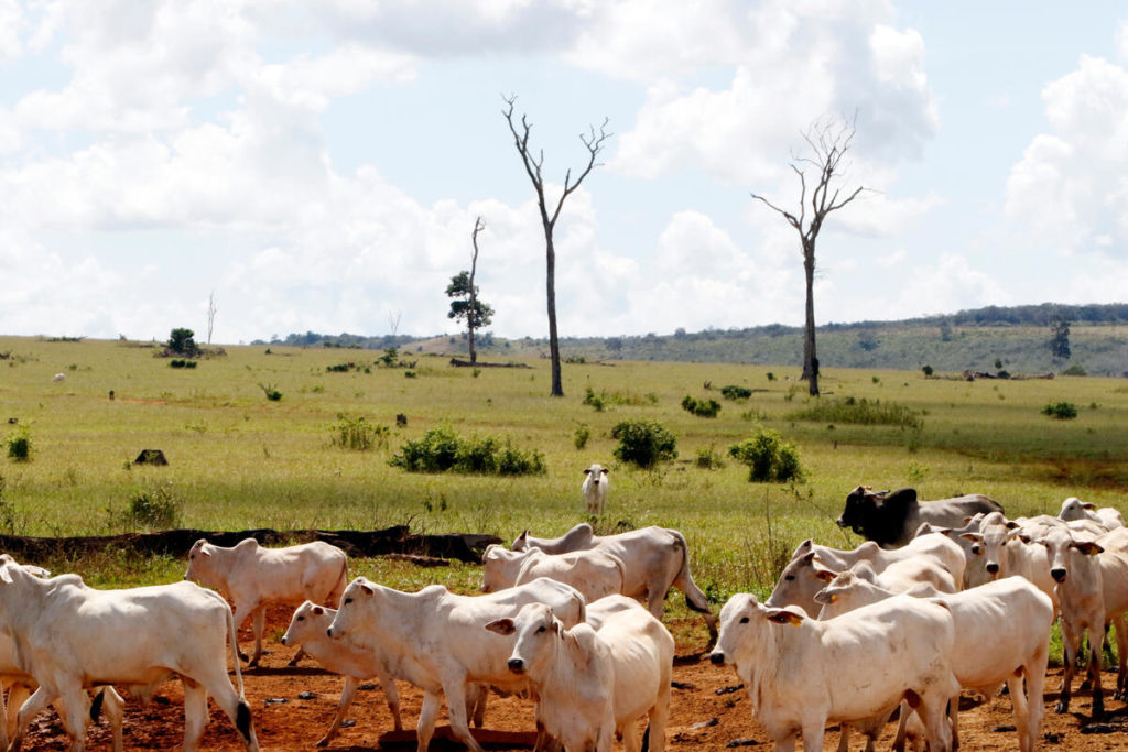  Allevamento di bestiame nel Parco Statale Serra de Ricardo Franco nello stato del Mato Grosso, in Brasile - 5 maggio 2017 - © Ednilson Aguiar