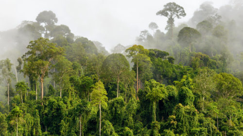 La foresta pluviale tropicale con nebbia mattutina situata vicino al confine tra Malaysia e Kalimantan. Il rischio deforestazione è una realtà e la finanza gioca un ruolo chiave per la sopravvivenza delle foreste. © Ramdan_Nain/iStockPhoto