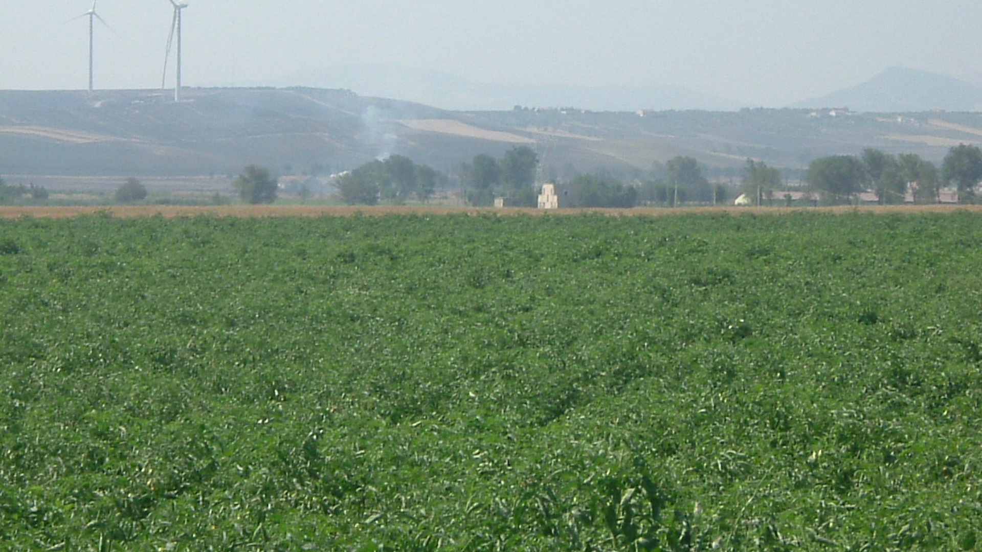 Campi di pomodoro nel foggiano. Qui migliaia di migranti sono sfruttati per la raccolta
