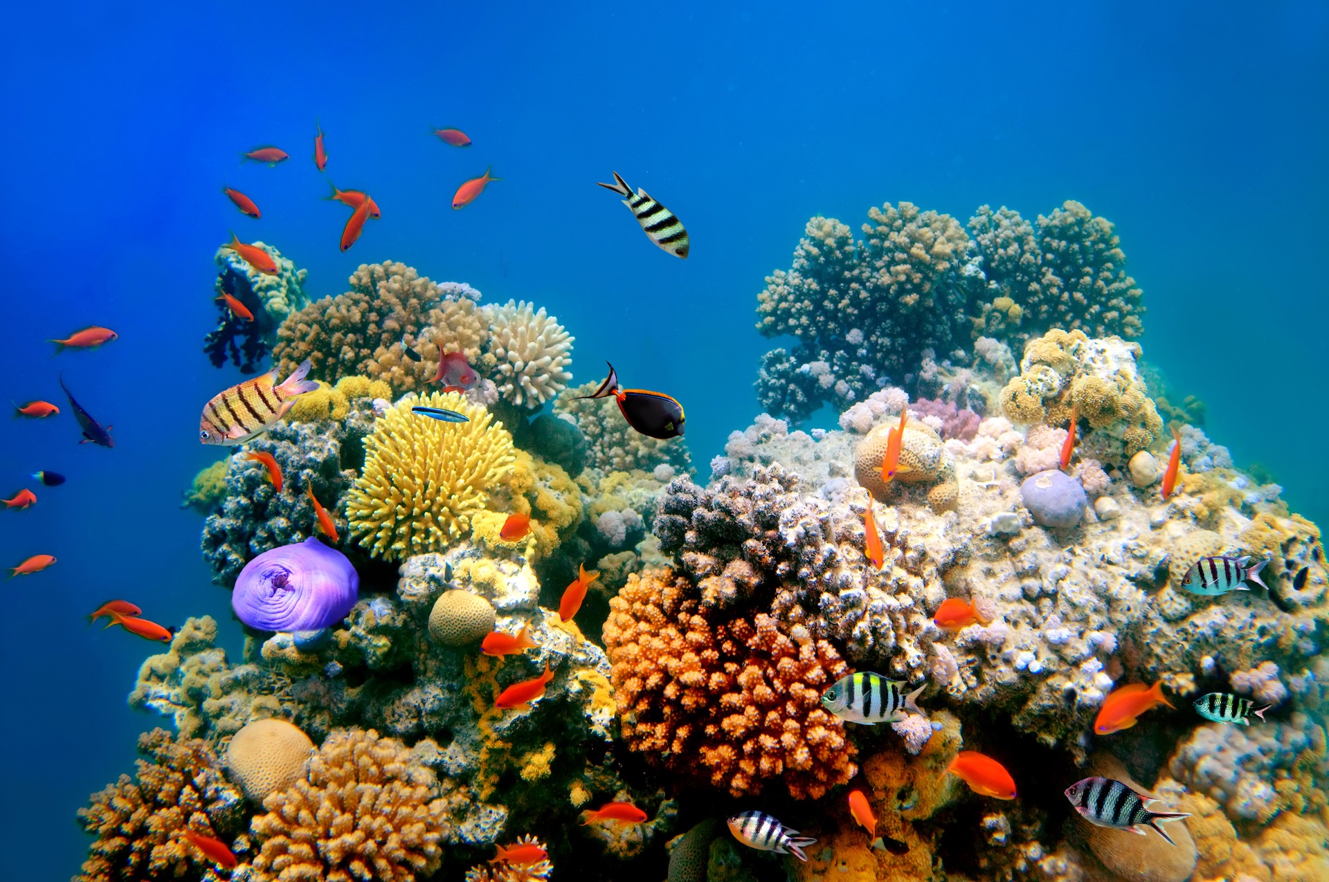 15 barriera corallina © vlad61 iStockPhoto