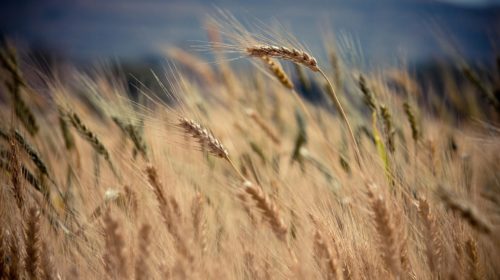 Agricoltura biologica © Nitin Bhosale/Unsplash