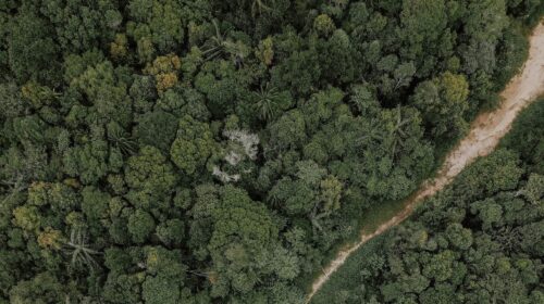 foresta-indonesia