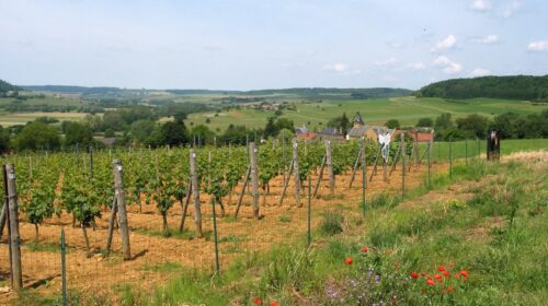Torgny vigna vino belgio Jean-Pol GRANDMONT Wikimedia commons