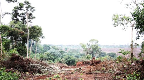 land grabbing in uganda FoEI : ATI - Jason Taylor