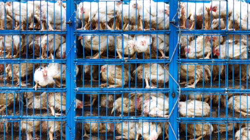 polli in gabbia, consumo di pollame