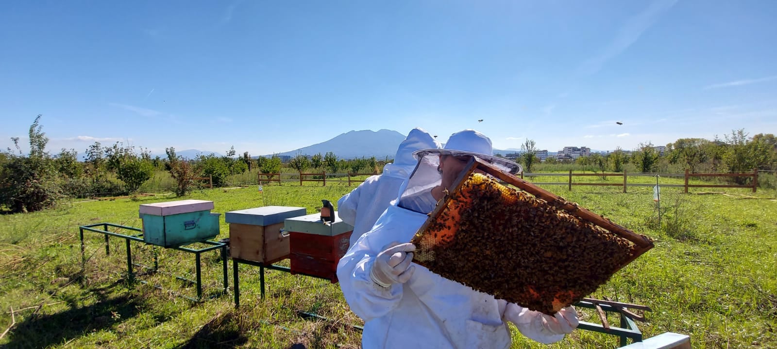 apicultura alla masseria Ferraioli