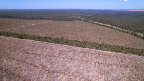 deforestazione nella savana del Cerrado