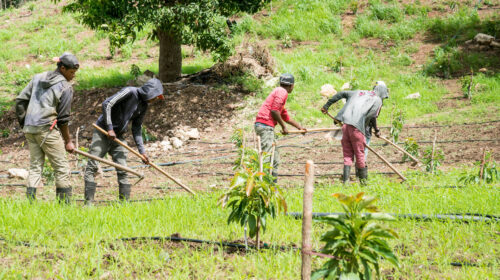 lavoro forzato in agricoltura
