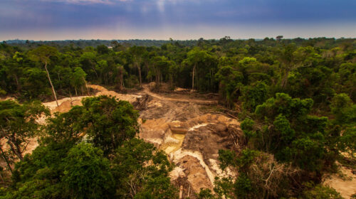 aziende e deforestazione