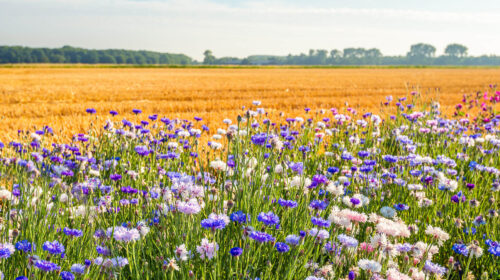 biodiversità imprese