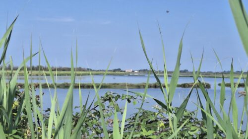 Trivelle Delta del Po Tar del Lazio