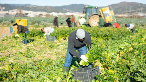 precarietà e sommerso nell'agroalimentare