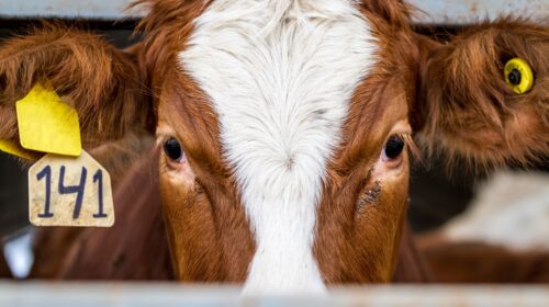 mucca allevamenti intensivi alefbet iStockPhoto