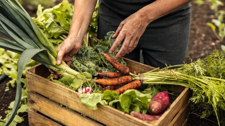 Perché la Vision europea per l’agricoltura e l’alimentazione è miope