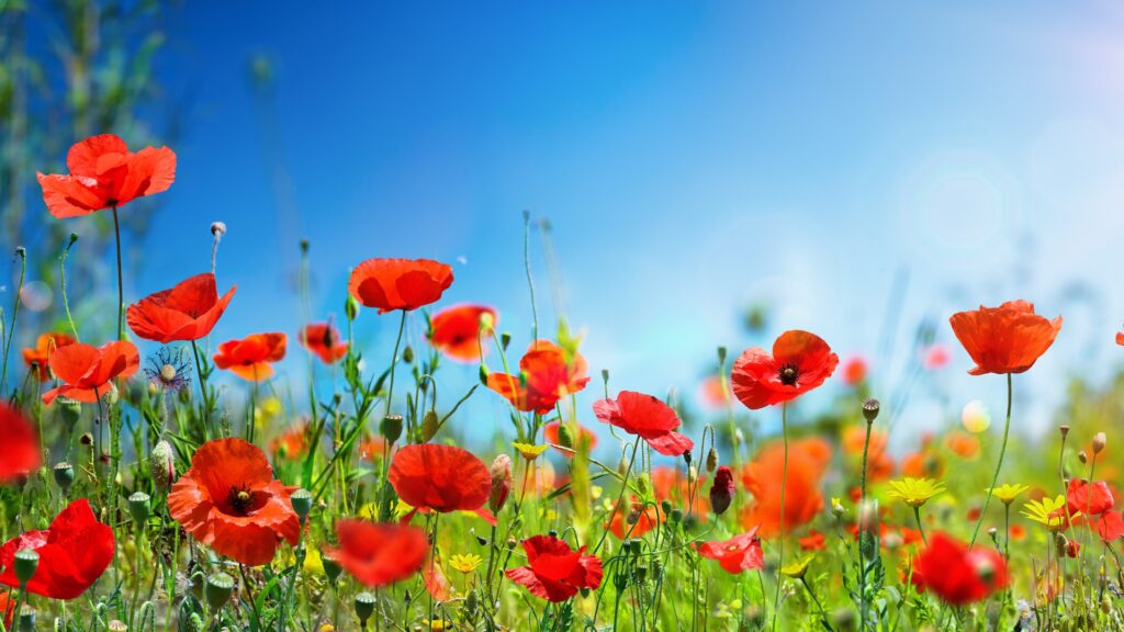papaveri 25 aprile canzoni playlist liberazione resistenza RomoloTavani iStockPhoto