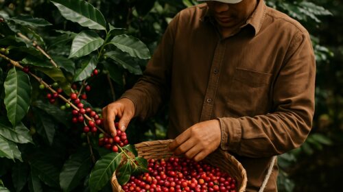 caffè diritti umani