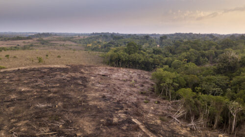 deforestazione brasile indonesia