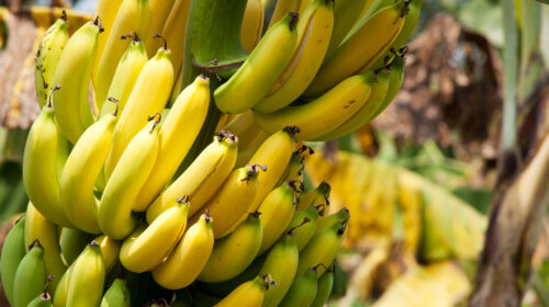 crisi climatica banana