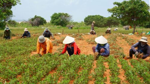 crisi climatica filiere agroalmientari xuanhuongho iStockPhoto