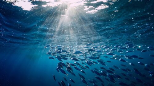 Conferenza sugli oceani Nazioni Unite Nizza Mari Oceani