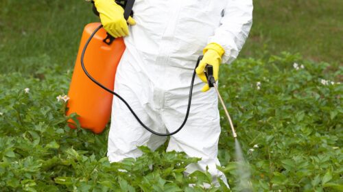 Glifosato Pesticidi Cancro Tumore Salute