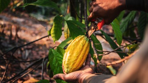 Contrabbando di cacao Costa d'Avorio Speculazione