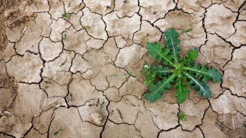 agricoltura crisi climatica siccità