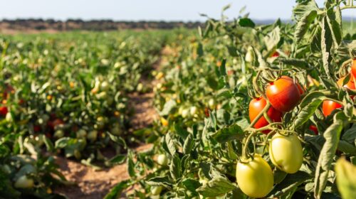 Caporalato Pomodoro Agricoltura Diritti Sfruttamento