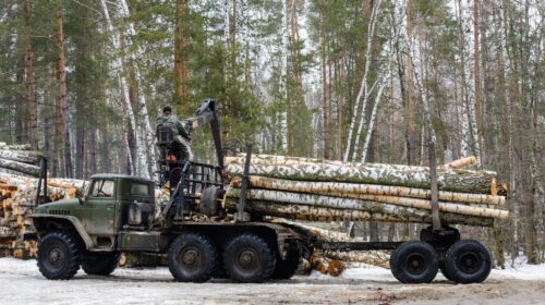 betulla eudr eutr russia Евгений Хабаров iStockPhoto