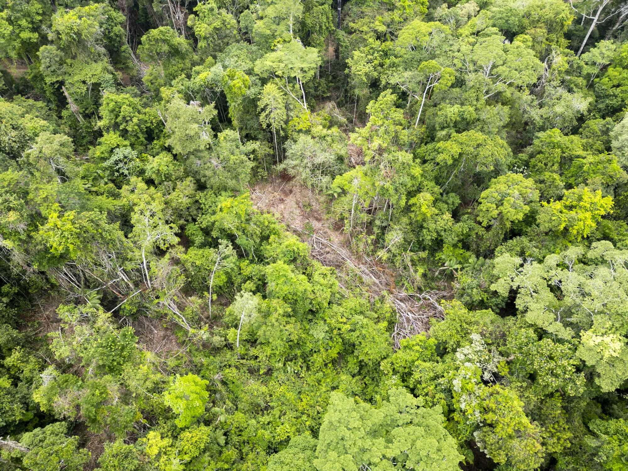 cop30 amazzonia disboscamento Tarcisio Schnaider iStockPhoto