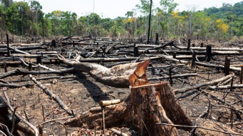 Deforestazione Caldo Clima Crisi climatiche