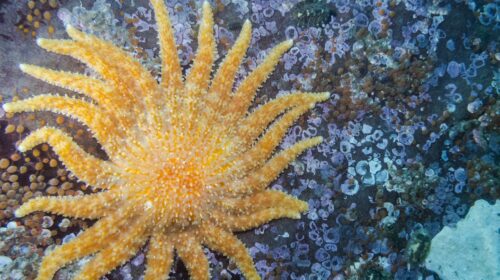 stella-marina-girasole-pesticidi