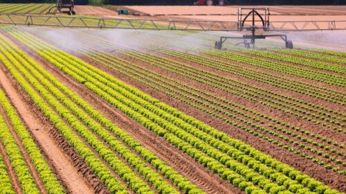 Emirati Arabia Saudita Agricoltura Fondi Land grabbing Filiera Agroalimentare