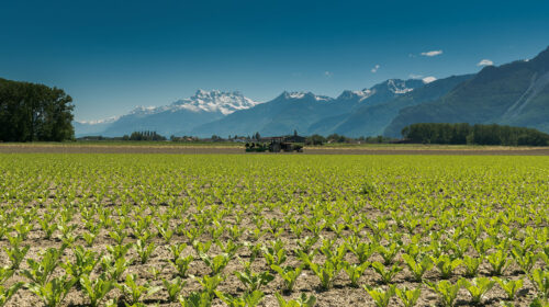 agricoltura biologica in Europa