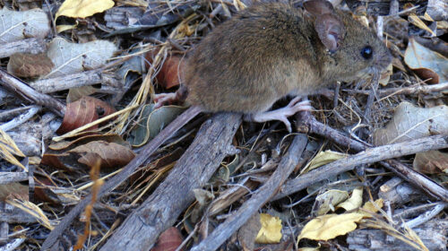 Raton_colilarga Oligoryzomys longicaudatus hantavirus crisi climatica